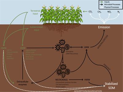 “Omics” Technologies for the Study of Soil Carbon Stabilization: A Review